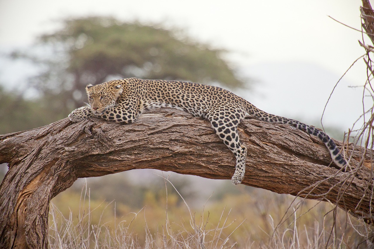 Explore Kenyan Wilderness For 4 Days  