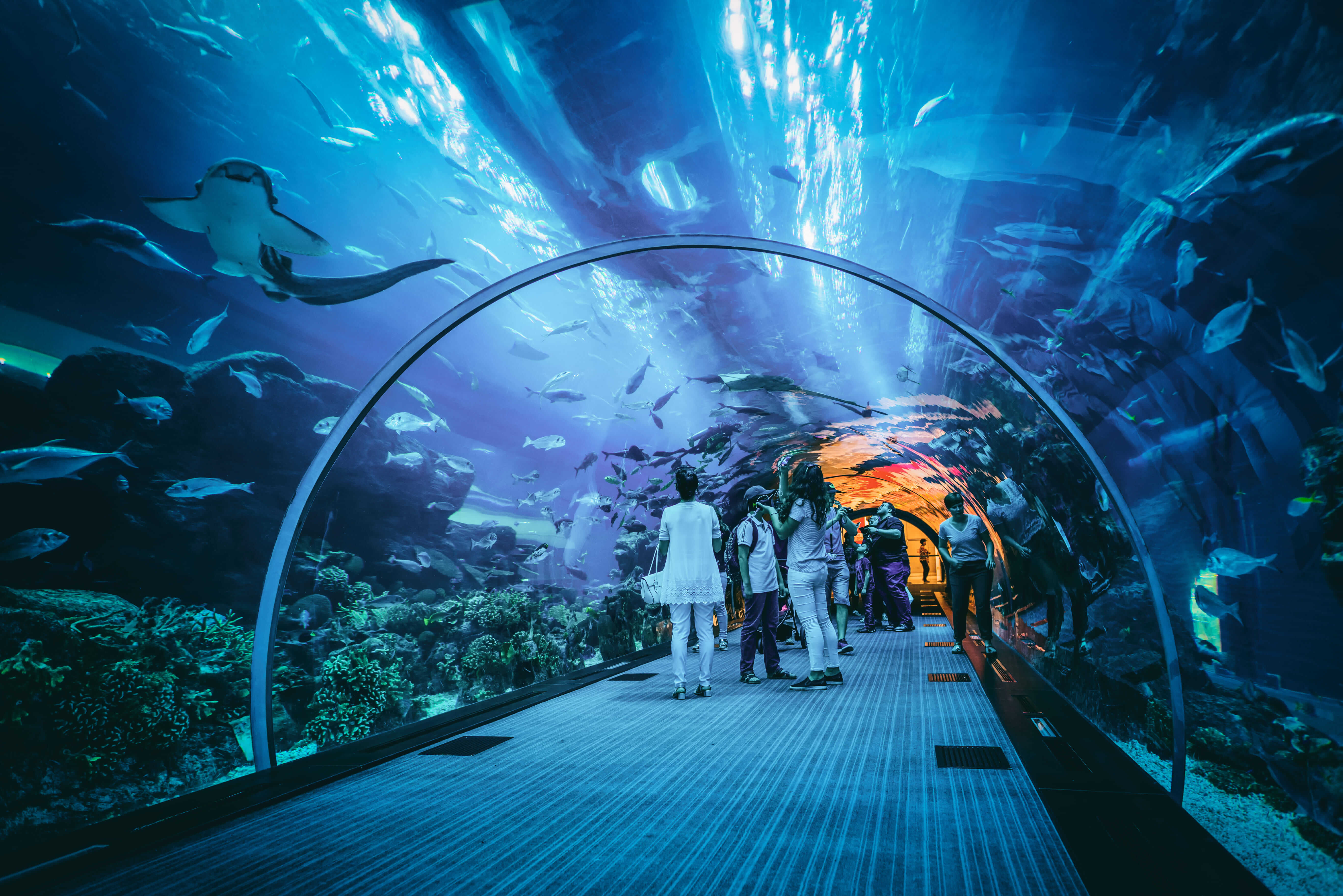 Visit Dubai Aquarium Underwater Zoo Plus Burj Khalifa On An Exciting Combo Tour!