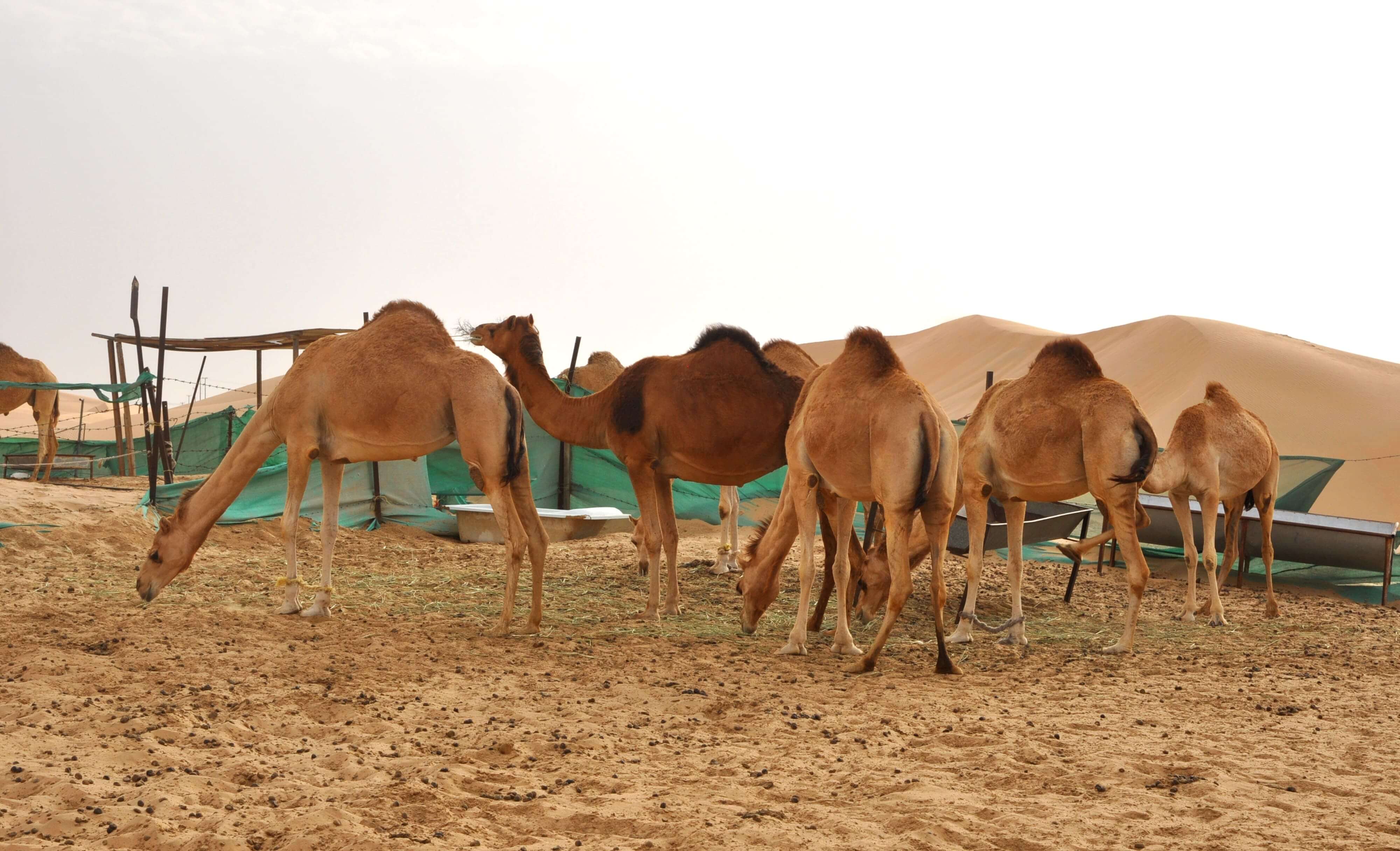 Liwa Safari Trip From Abu Dhabi - Private Tour In A Day